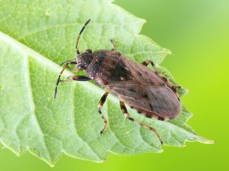 Platyplax salviae (Schilling, 1829)